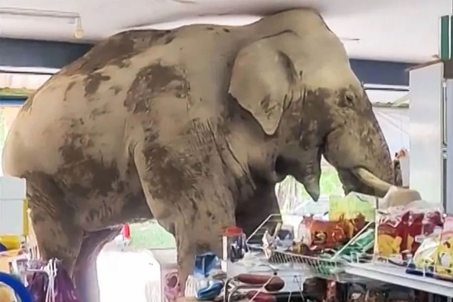 Gajah Lapar Mengobrak-abrik Toko Kelontong di Thailand