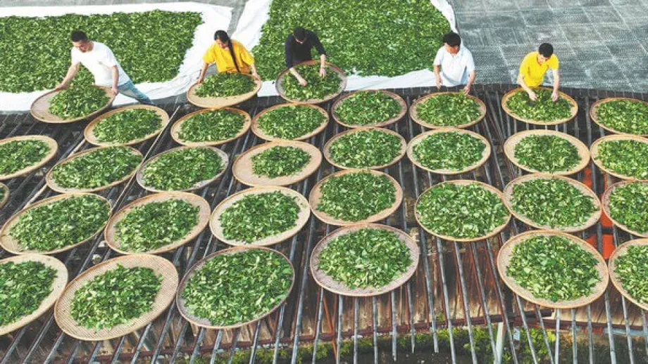Teh Batu Wuyi: Tradisi, Inovasi, dan Warisan Abadi Harta Karun Oolong Tiongkok