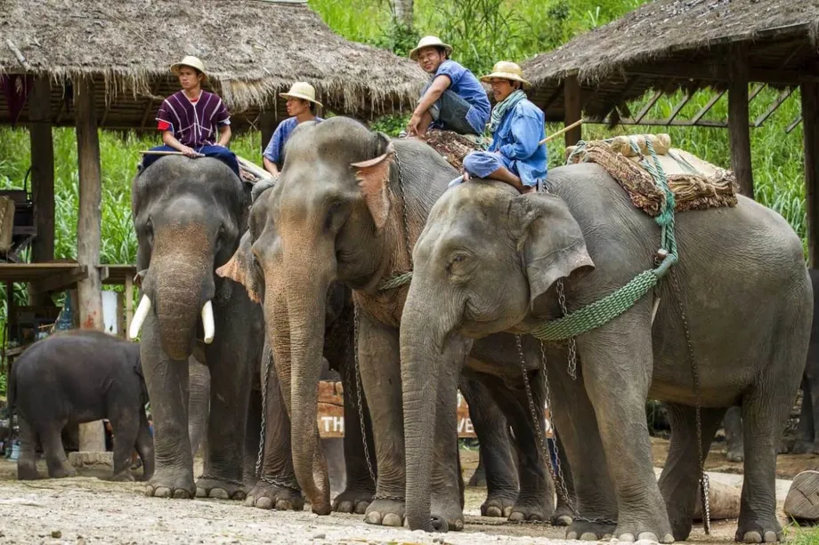 Kamp Gajah Thailand di Persimpangan: Transformasi, Etika, dan Kelangsungan Hidup di Dunia Pascapandemi