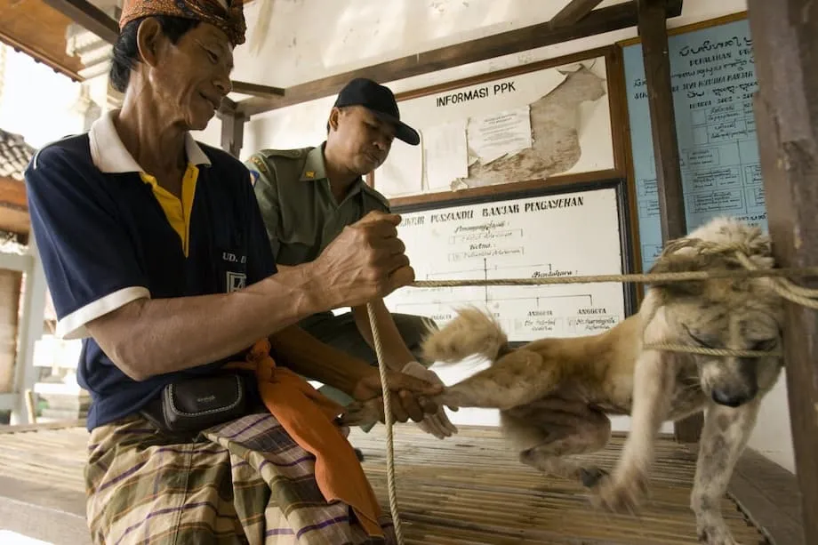 Zona Merah Rabies Ditetapkan di Bali: Hal yang Perlu Diketahui Wisatawan dan Warga di Tengah Lonjakan Kasus