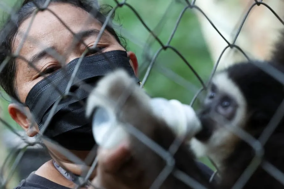 Mendobrak Batas: Para Ranger Perempuan Adat Malaysia Memimpin Upaya Menyelamatkan Owa yang Terancam Punah