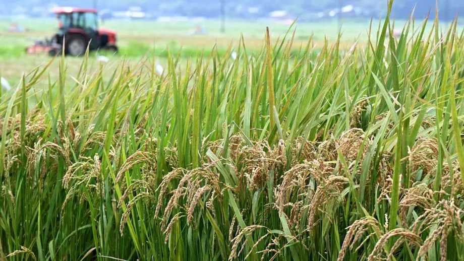 Jepang Berbalik Arah dalam Kebijakan Beras: Era Baru bagi Ketahanan Pangan dan Petani