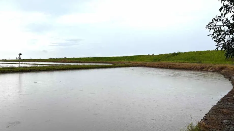 Toshiba Hadirkan Prakiraan Cuaca Canggih bagi Petani Padi Malaysia: Langkah Menuju Pertanian Cerdas yang Tangguh terhadap Perubahan Iklim