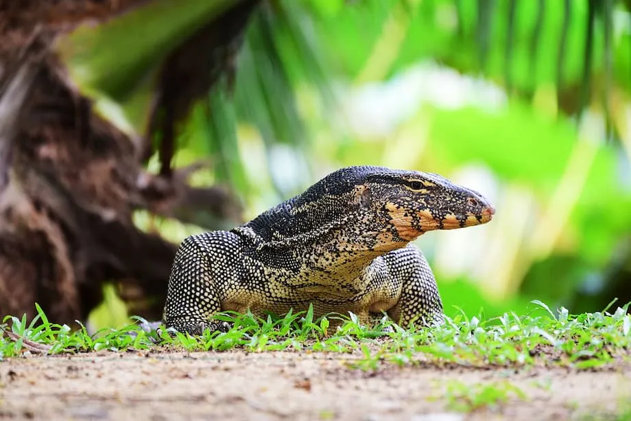 Bangkok Setujui Penangkaran Komersial Biawak Air: Peluang Ekonomi dan Tantangan Konservasi