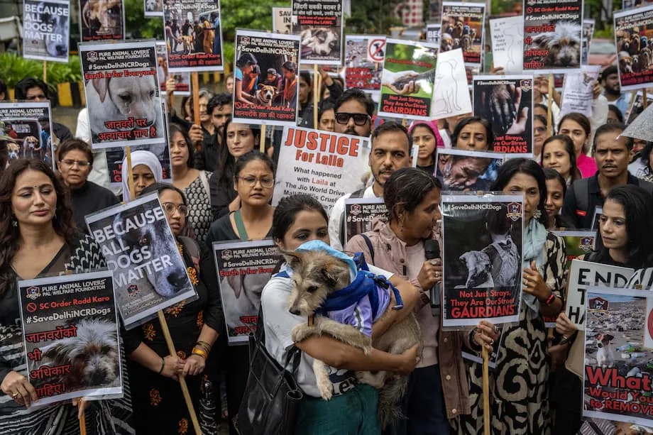 Mahkamah Agung India Merevisi Perintah tentang Anjing Liar setelah Gelombang Protes: Menyeimbangkan Keselamatan, Kepedulian, dan Kepraktisan