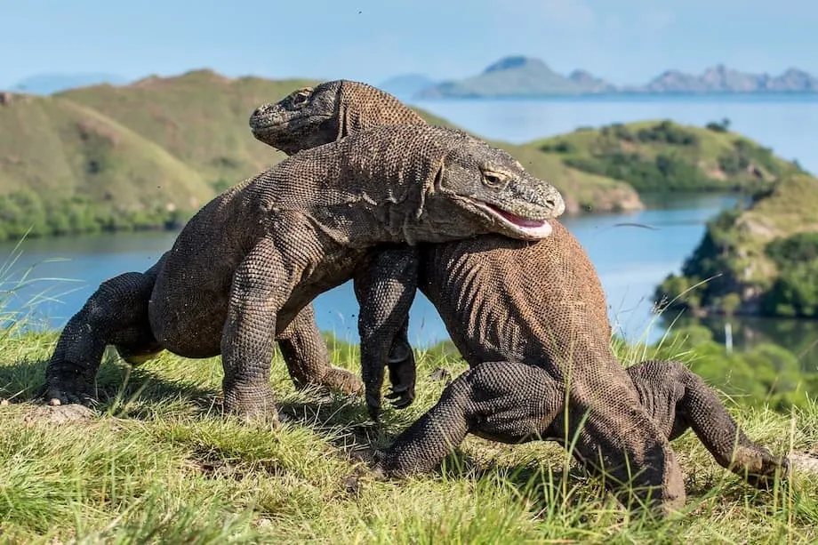 Vila Mewah di Taman Nasional Komodo: Rencana Pembangunan Picu Penolakan Keras dan Perdebatan Global