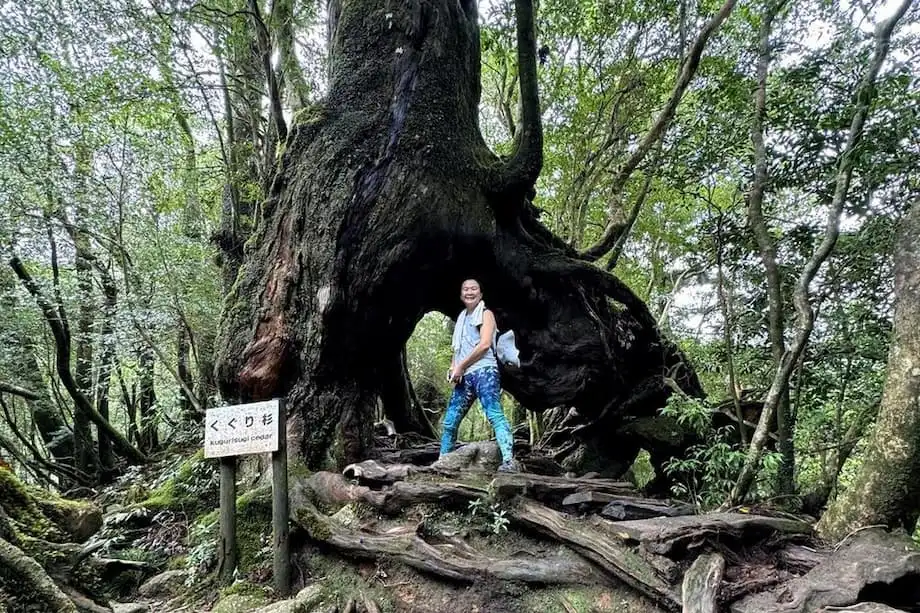 Yakushima: Pulau Hutan Purba yang Menginspirasi Princess Mononoke