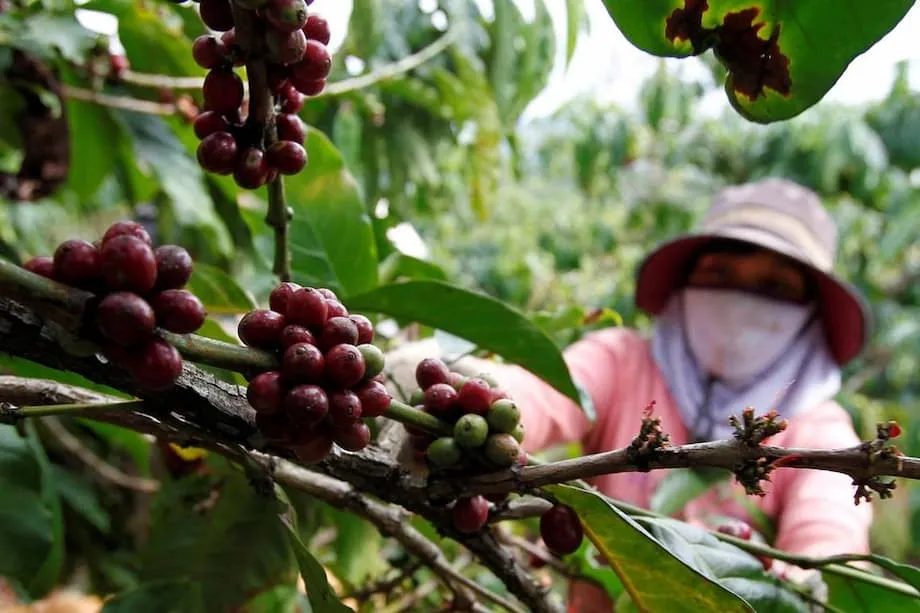 Industri Kopi Vietnam Makin Menonjol di Dunia di Tengah Lonjakan Harga dan Pergeseran Pasar