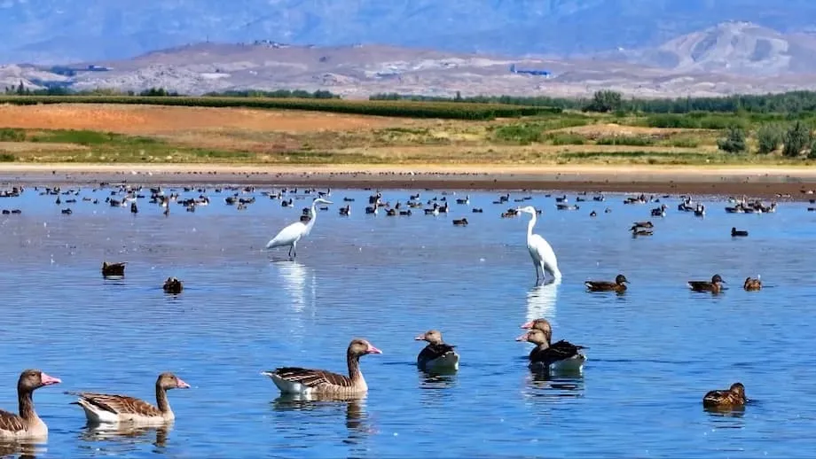 Burung Migran Mengubah Waduk Aweitan di Xinjiang Menjadi Suaka Keanekaragaman Hayati