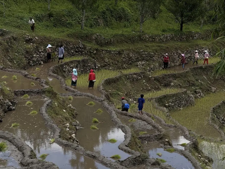 Sentra produksi beras Bhutan tertekan akibat kekurangan tenaga kerja, menyusutnya lahan pertanian, dan tekanan iklim yang memukul panen