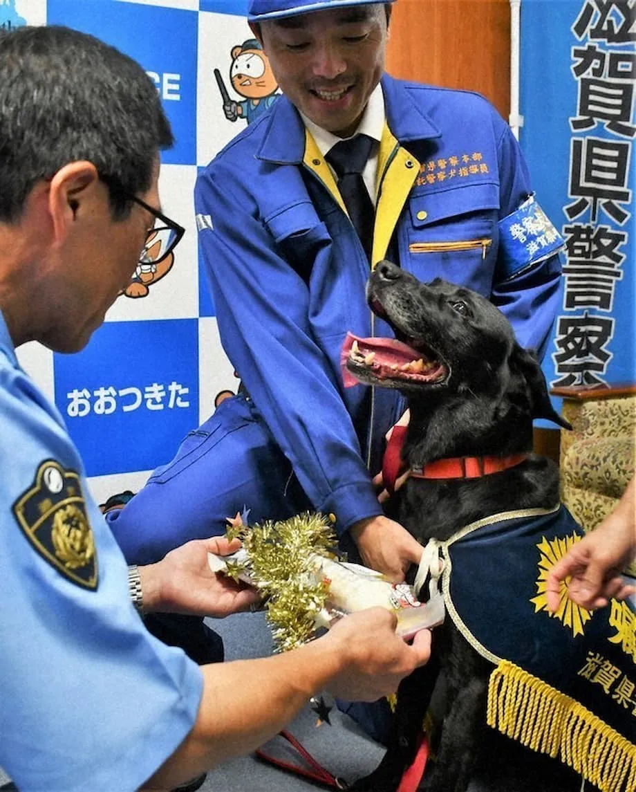Anjing Labrador mendapat penghargaan setelah membantu menemukan perempuan lanjut usia yang hilang di Otsu