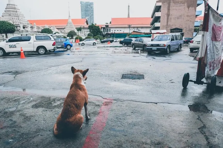 Bangkok Tetapkan Zona Wabah Rabies, Larang Pergerakan Hewan Selama 30 Hari