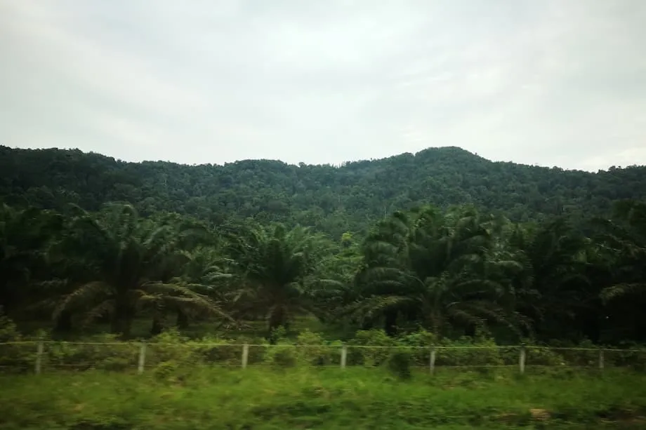 Indonesia Sita Perkebunan Kelapa Sawit Ilegal dan Sebagian Tambang Nikel dalam Penertiban Besar-besaran