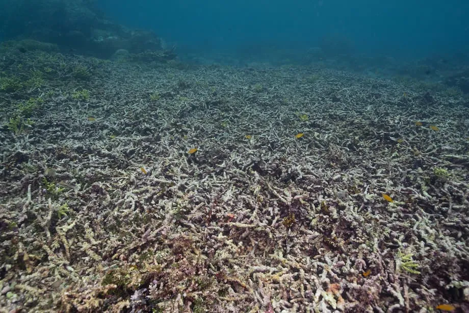 Pertambangan Kembali Beroperasi di Pulau Gag, Raja Ampat, Kekhawatiran Kerusakan Terumbu Karang Meningkat