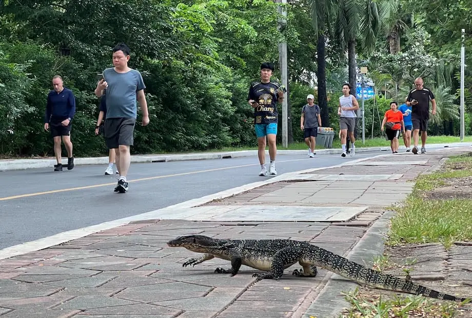 Bangkok Hadapi Ledakan Populasi Biawak Air di Taman Kota
