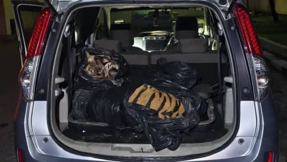 Pembunuhan Harimau di Johor Picu Penangkapan, Kemarahan Nasional, dan Dorongan Baru untuk Memberantas Perdagangan Satwa Liar