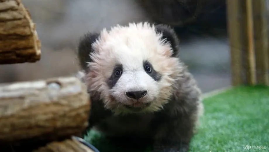 Kebun Binatang Beauval Akan Memulangkan Panda Huan Huan dan Yuan Zi ke China Setelah Diagnosis Gagal Ginjal