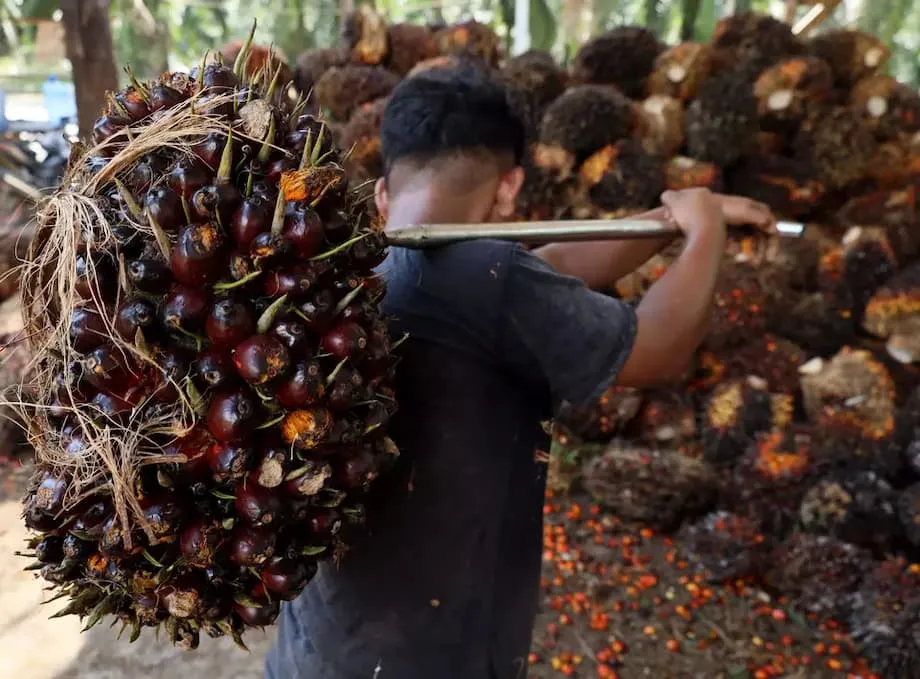 Ekspor minyak sawit Indonesia melonjak 35 persen seiring kenaikan harga dan kebijakan biodiesel mengubah pola perdagangan