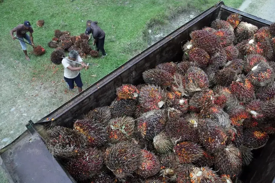 China Minta Jaminan Pasokan Minyak Sawit dari Indonesia saat Permintaan Meningkat dan Jakarta Bersiap Terapkan B50