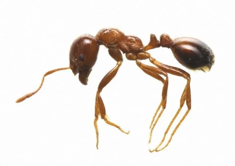 Infestasi Semut Api Rekor di Pelabuhan Tokyo Picu Tanggap Darurat dan Pengetatan Pengawasan Perbatasan