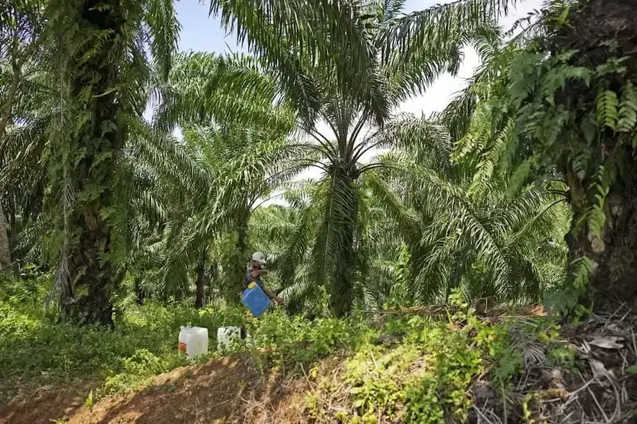 Indonesia Alihkan 1,8 Juta Hektare Lahan Sawit Sitaan kepada Perusahaan Negara