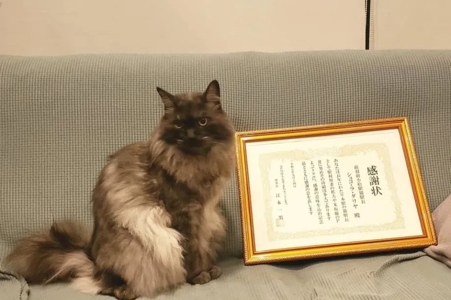 Kucing Chocolat Pensiun sebagai Kepala Stasiun di Yamagata Setelah Bertahun-tahun Membawa Keceriaan