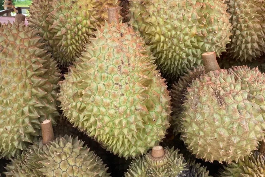 Indonesia mengupayakan penjualan durian langsung ke China, dengan rantai dingin dan sanitasi menjadi sorotan