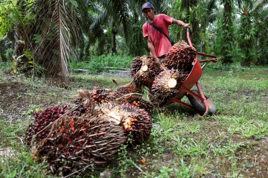 Pengambilalihan perkebunan kelapa sawit oleh militer Indonesia mengguncang rantai pasok global