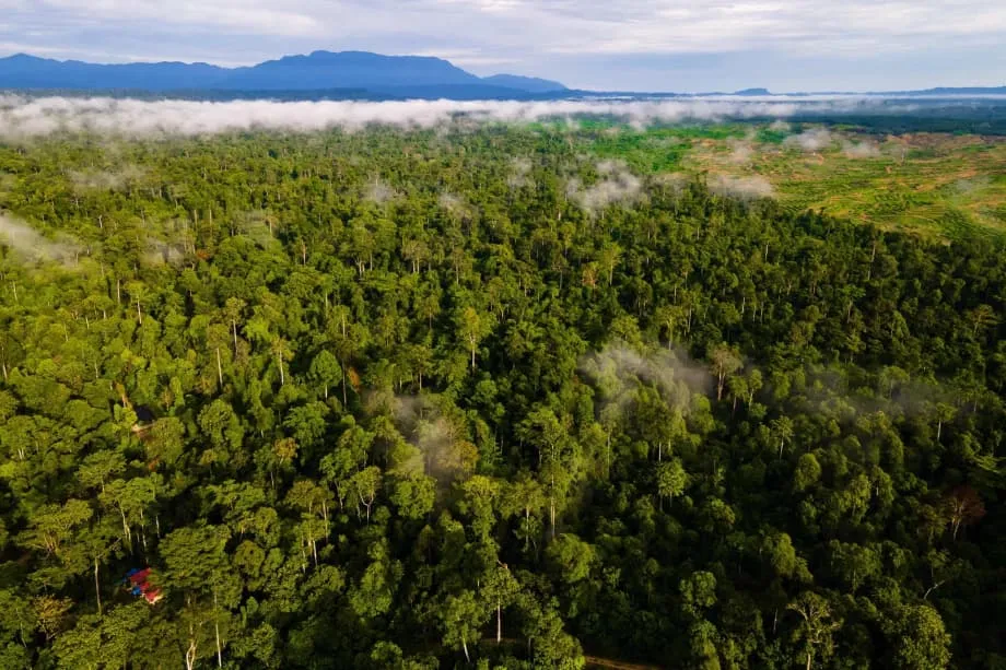 Indonesia dan Fasilitas Hutan Tropis Abadi di COP30