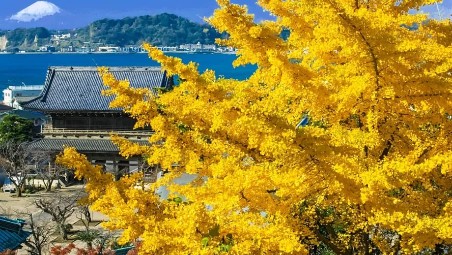 Kamakura pada Musim Gugur: Menjelajahi Kuil di Tengah Daun Maple Merah dan Ginkgo Keemasan