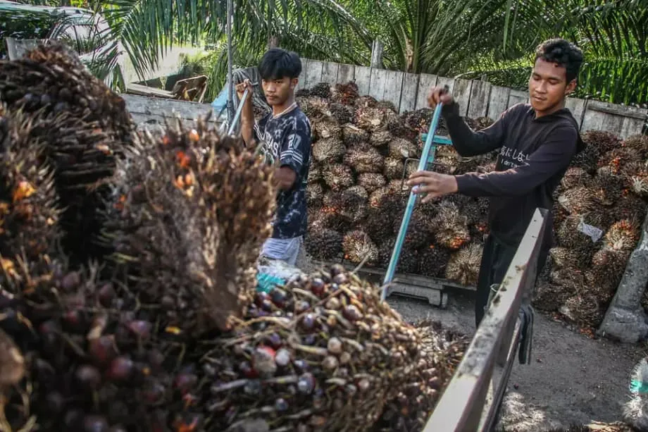 Keringanan Tarif Berhadapan dengan Ujian Deforestasi bagi Minyak Sawit Indonesia