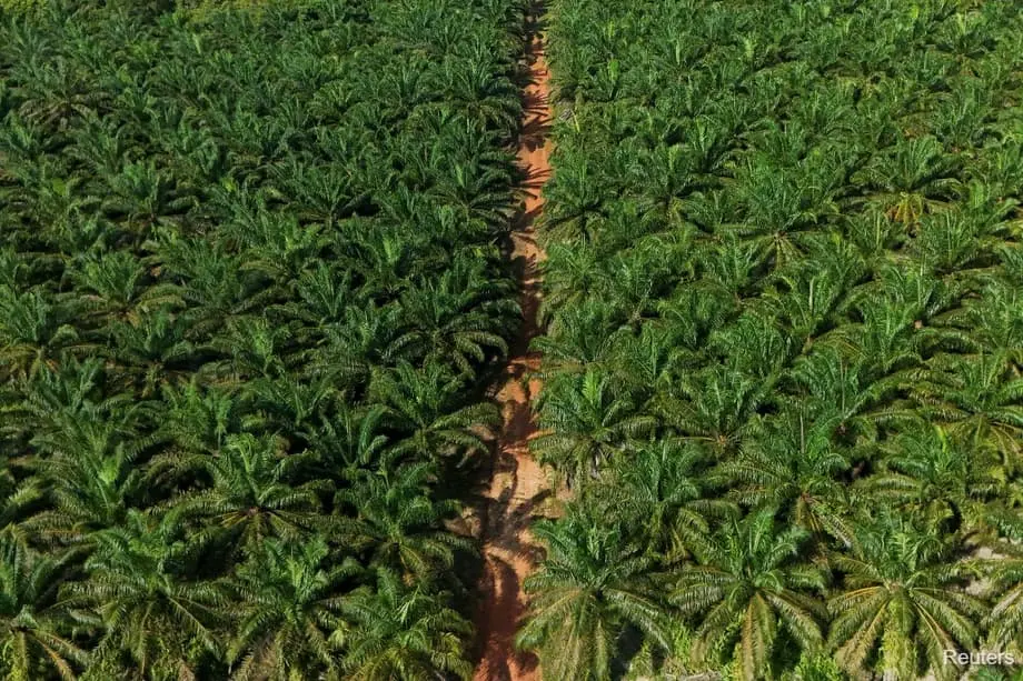Indonesia Akan Menambah 600.000 Hektare Perkebunan Kelapa Sawit di Tengah Dorongan Biofuel