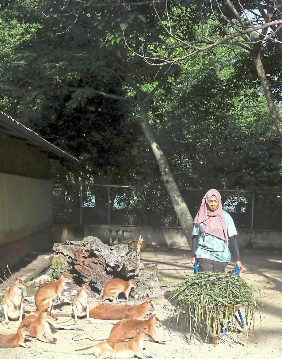Relawan Berkontribusi di Zoo Negara melalui Program KeeperKu