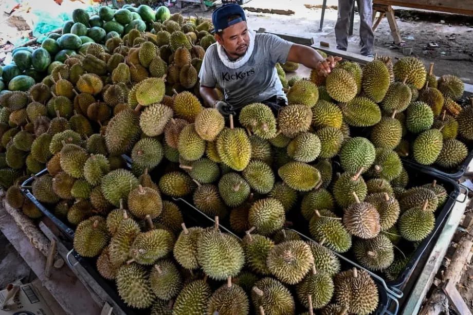 Kebanggaan atas durian dipertaruhkan saat Indonesia dan Malaysia bersaing menetapkannya sebagai buah nasional