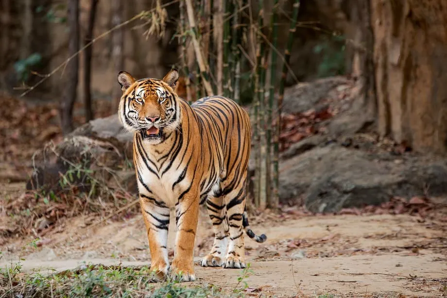 Kalung GPS Ungkap Kelangkaan Mangsa dan Risiko Genetik bagi Harimau Indocina Terakhir di Thailand