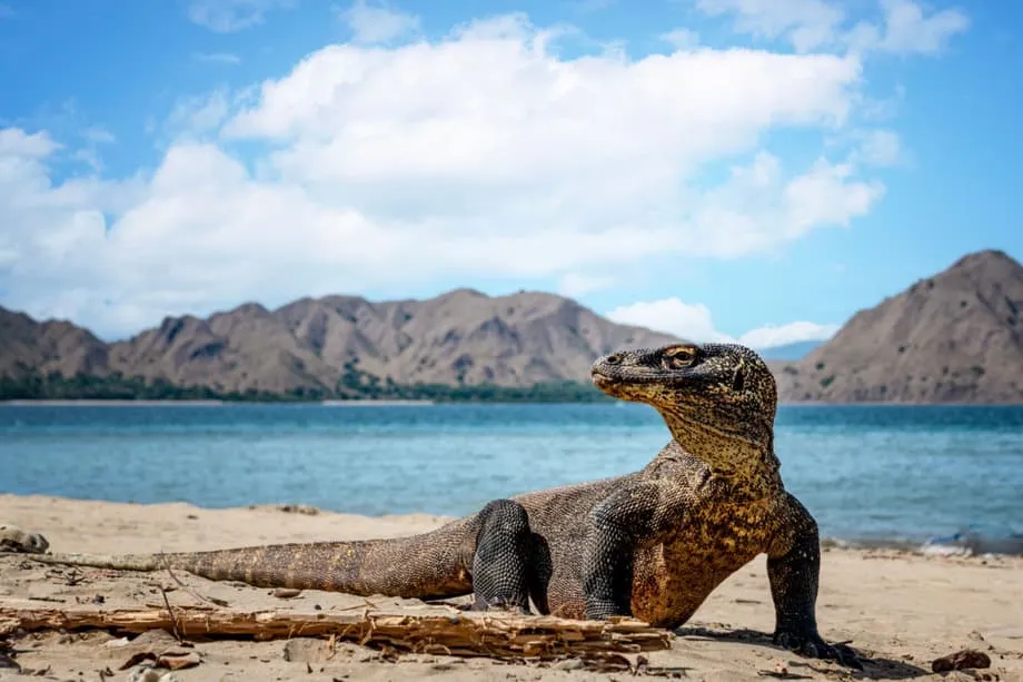 Feri Langsung Baru dari Bali ke Komodo Membuka Peluang Perjalanan ke Berbagai Pulau