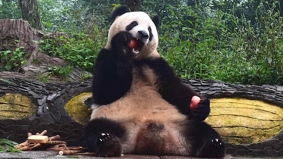 Dari Bintang Ueno Menjadi Penghuni Sichuan: Xiang Xiang Berkembang Pesat setelah Kembali ke China