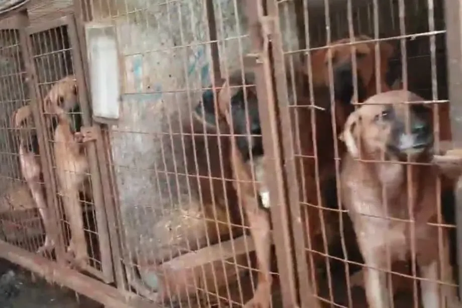 Industri Daging Anjing Korea Selatan di Ambang Kepunahan, Peternakan Tutup Menjelang Larangan 2027