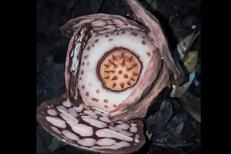 Penemuan Kembali Bunga Rafflesia Langka Picu Perdebatan untuk Mengganti Nama Genus yang Berasal dari Masa Kolonial
