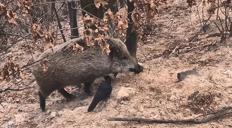 Babi Hutan Kian Banyak di Taman Nasional Gunung Bukhan, Seoul