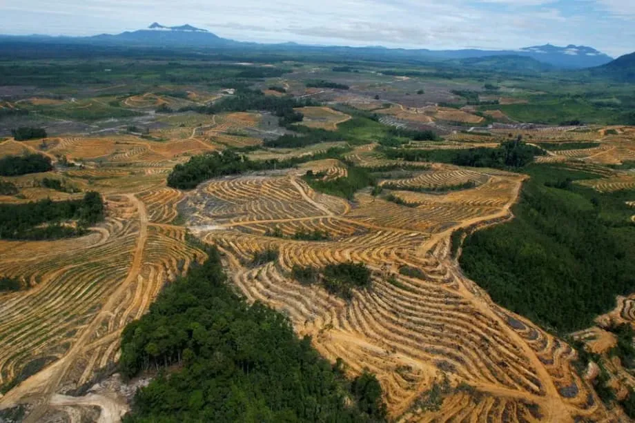Indonesia Mengintensifkan Penyitaan Perkebunan Sawit, Targetkan Tambahan 5 Juta Hektare