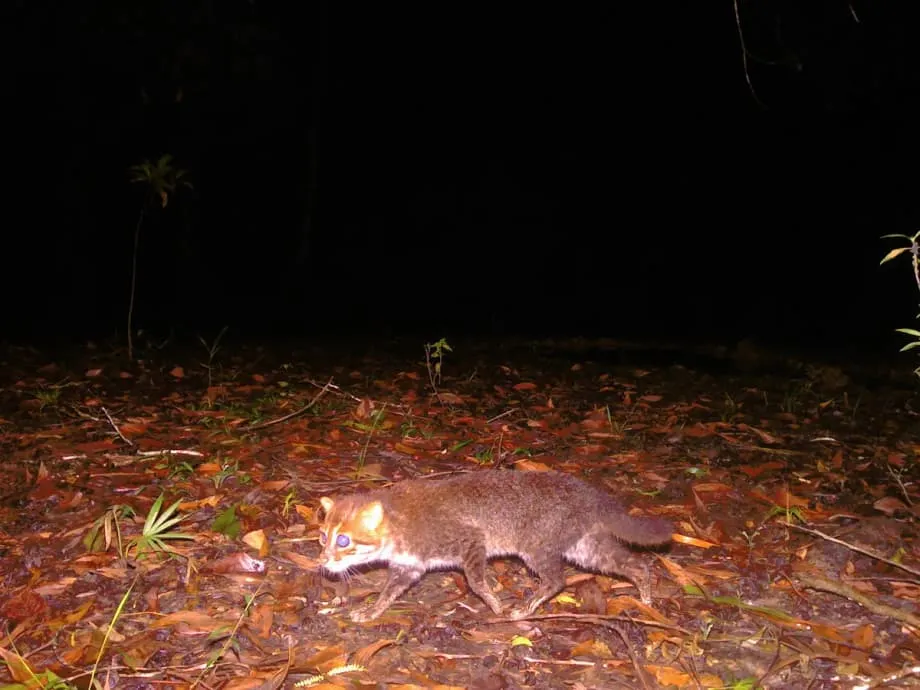 Kucing Berkepala Datar yang Langka Ditemukan Kembali di Thailand Setelah Puluhan Tahun Tak Terlihat