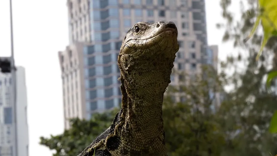 Reptil Raksasa Penghuni Bangkok: Bagaimana Biawak Menaklukkan Kota