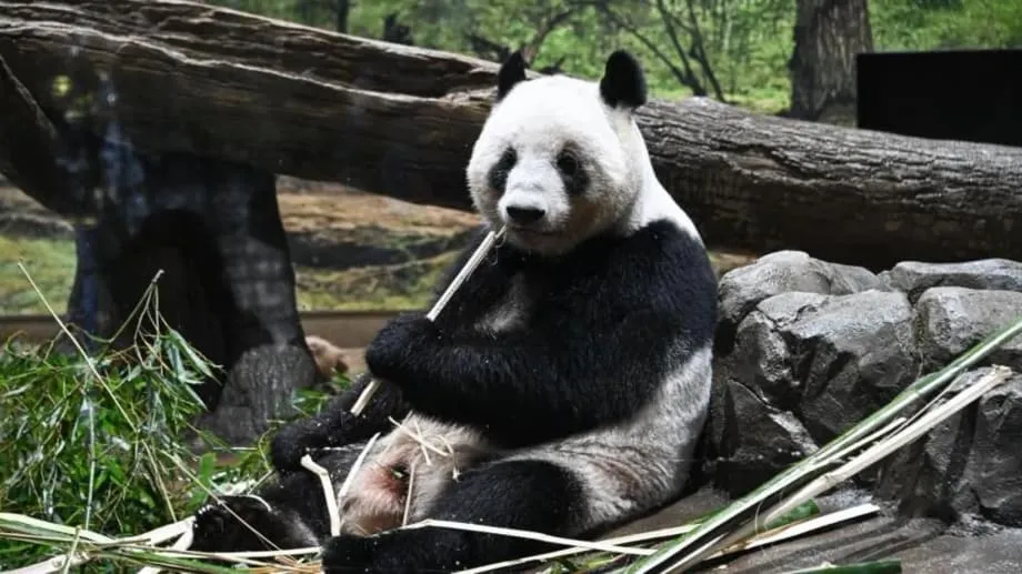 Jepang Berpamitan kepada Panda Terakhir di Tengah Ketegangan Diplomatik yang Mengancam Persahabatan Setengah Abad
