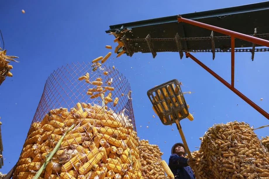 Ilmuwan China Tingkatkan Produksi Pati Buatan Sepuluh Kali Lipat, Membuka Jalan bagi Produksi Pangan di Pabrik