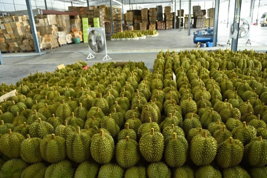 Industri Durian Thailand Hadapi Badai Sempurna: Panen Rekor Beriringan dengan Kekurangan Tenaga Kerja yang Parah