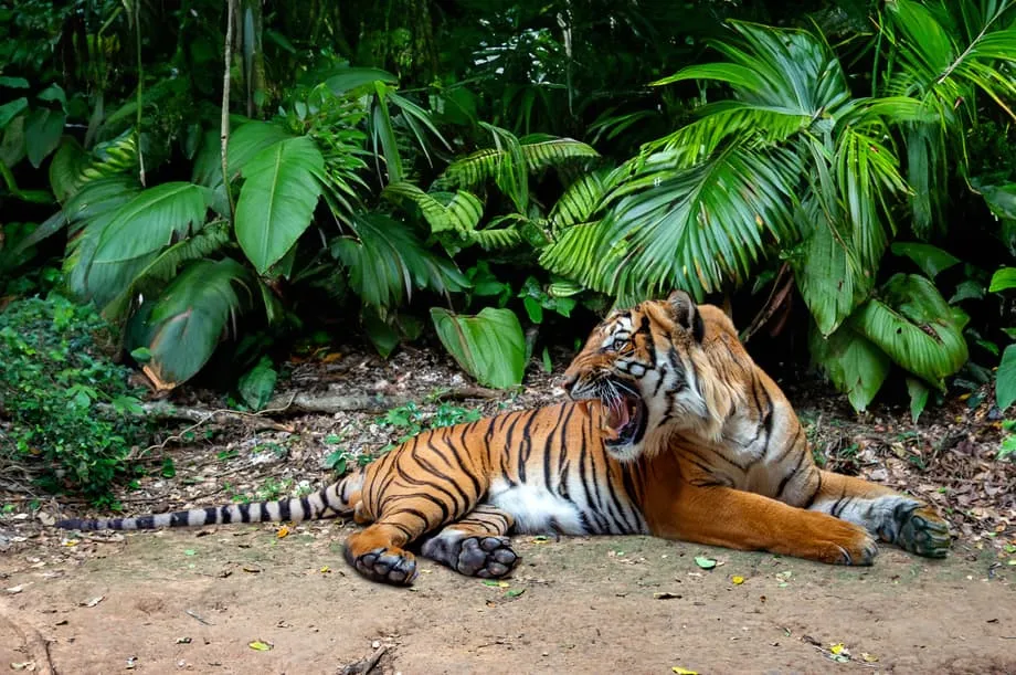 Cagar Alam Kerajaan Putra Mahkota Menjadi Harapan Terakhir bagi Harimau Malaya