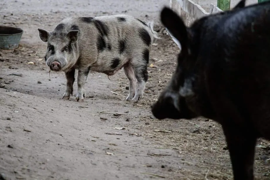 Babi Hutan Hibrida Fukushima Ungkap Jalur Cepat Genetik yang Tak Terduga