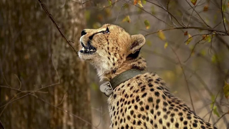 Proyek Cheetah di Persimpangan: Ilmuwan Desak Impor Dihentikan di Tengah Kekhawatiran soal Habitat