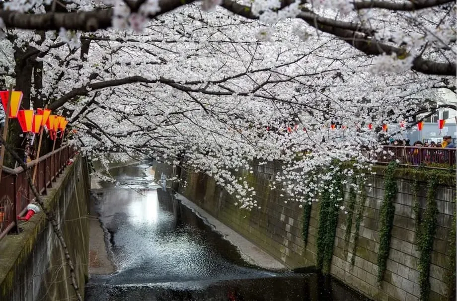 Tempat Hanami Terkenal di Tokyo Pasang Layar Penghalang Pemandangan untuk Mengatasi Kepadatan
